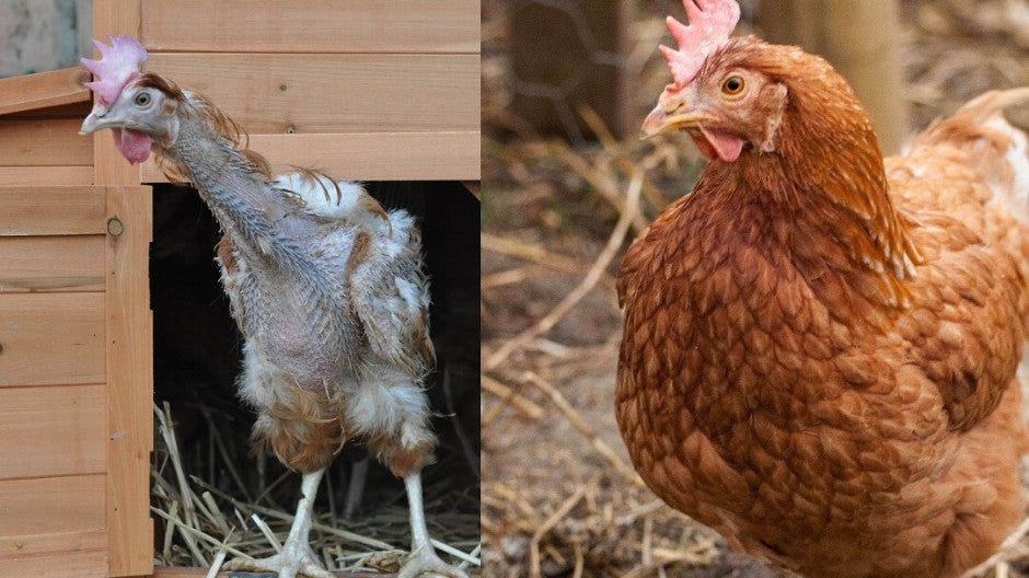 Adopt an Ex-Battery Hen